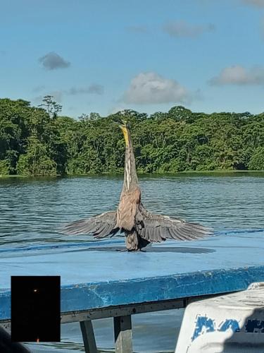 Tortuguero House | Backpakers Tortuguero Princesa del Río