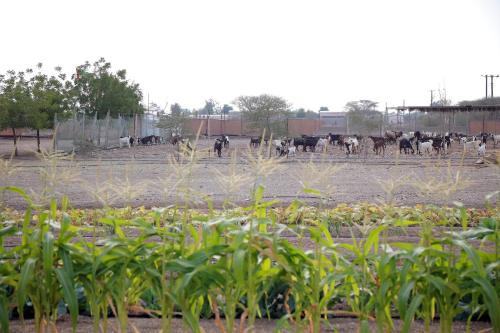 Al Dhaid House | Farm house with all facilities in Al Dhaid , sharjah