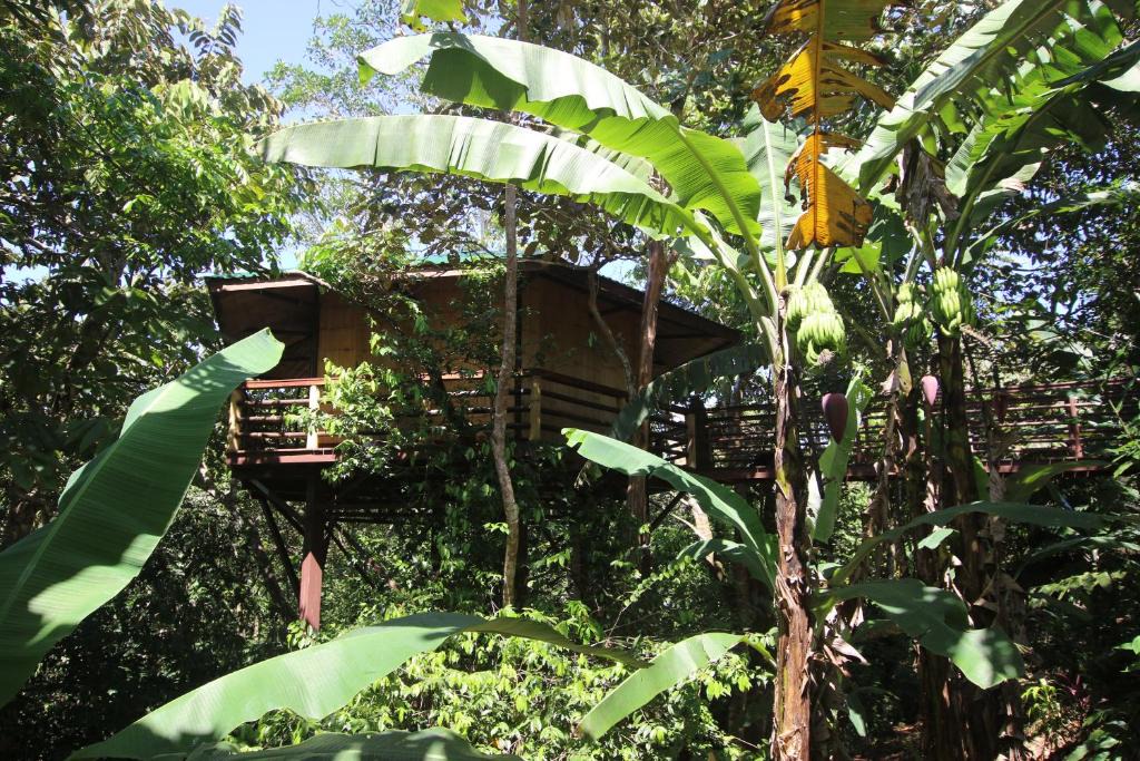 Langostino Cabin | TREEHOUSE PILON PAVONES
