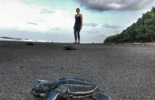 Barrio Dent Hostel | Turtle Saving Hostel