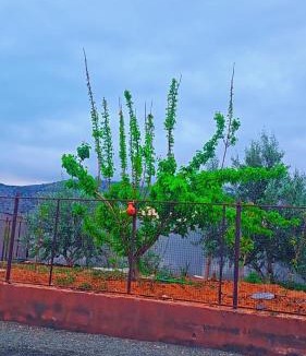 Al Hamra House | جبل شمس Jabal Shams sunset House