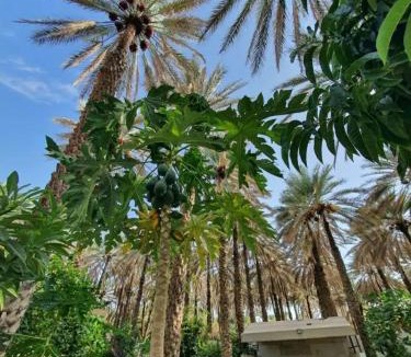 Ibra House | Al Raudha Serene