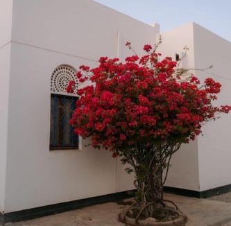 Al-Bustan Bed & Breakfast | Bustan Shells House