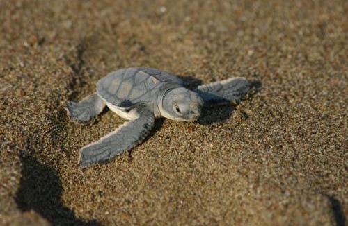 Al Hadd Bed & Breakfast | Ras Al Jinz Turtle Guest House