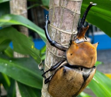 Cahuita House | Roomsmagicoco