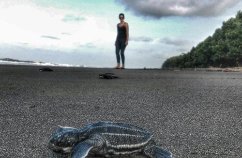 Barrio Dent Hostel | Turtle Saving Hostel