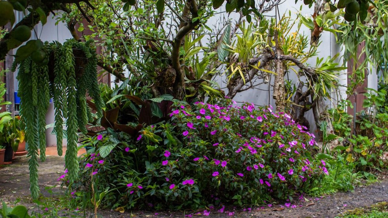 Photo of Outdoor in Copey