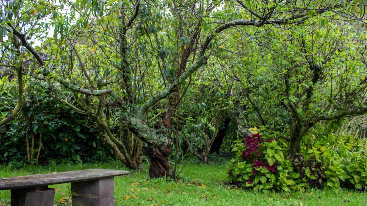 Photo of Outdoor in Copey
