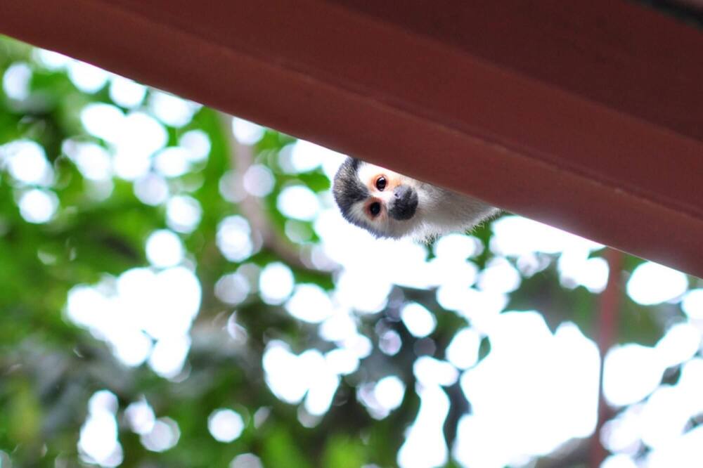 Photo of Others in Quepos