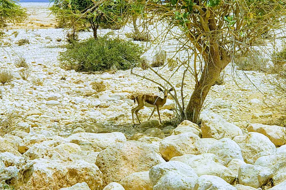 Photo of Others in Ash Shab