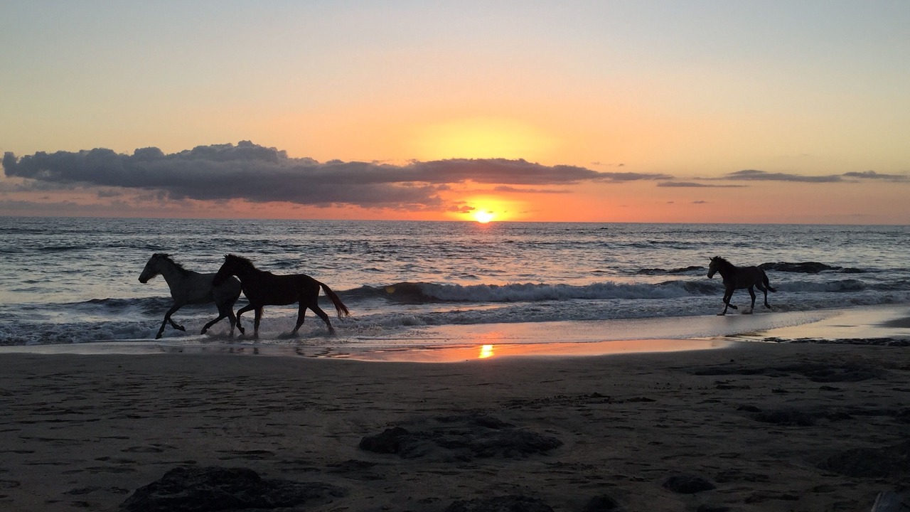 Photo of Others in Playa Negra