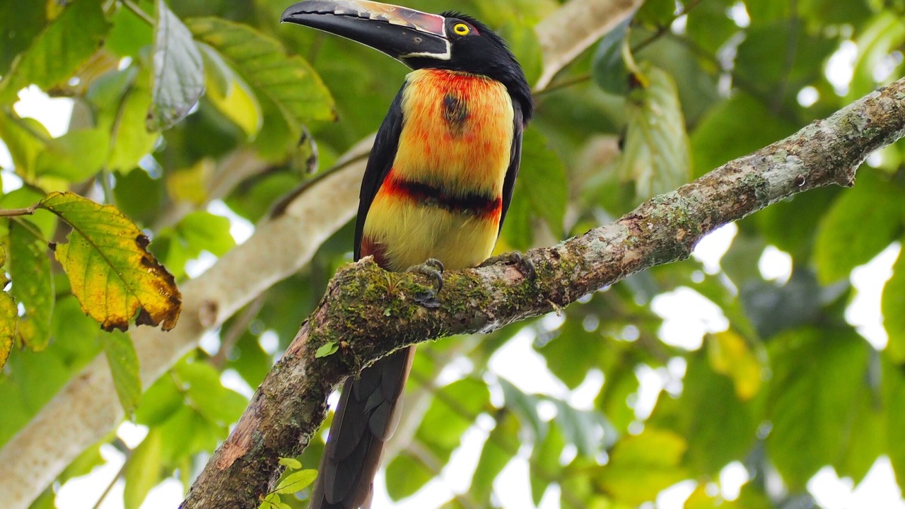 Photo of Outdoor in Guayabo