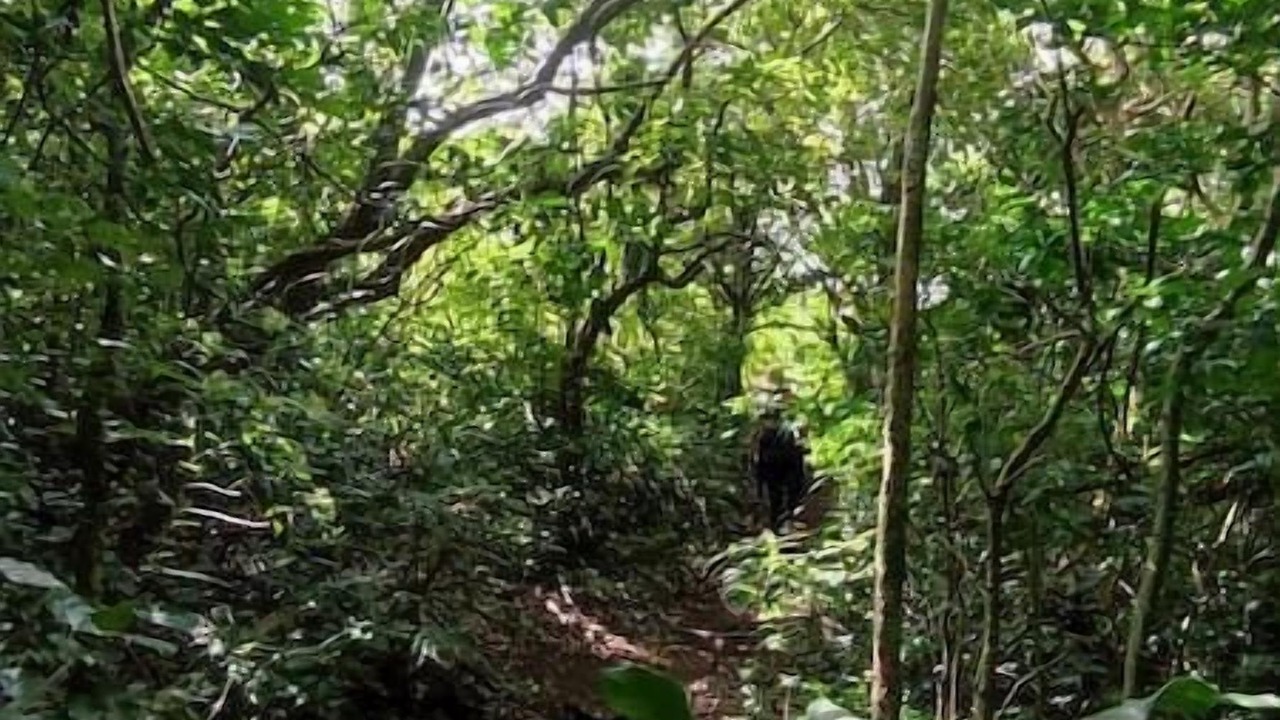 Photo of Others in Monteverde