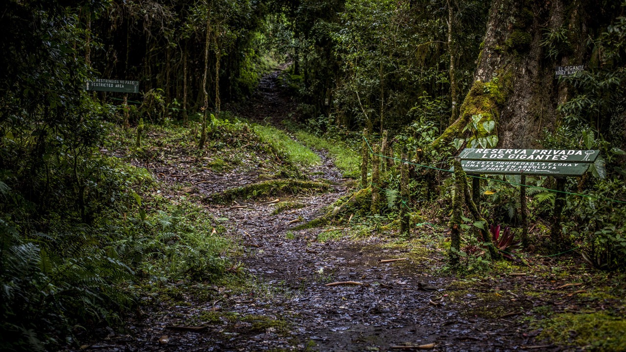 Photo of Outdoor in Copey