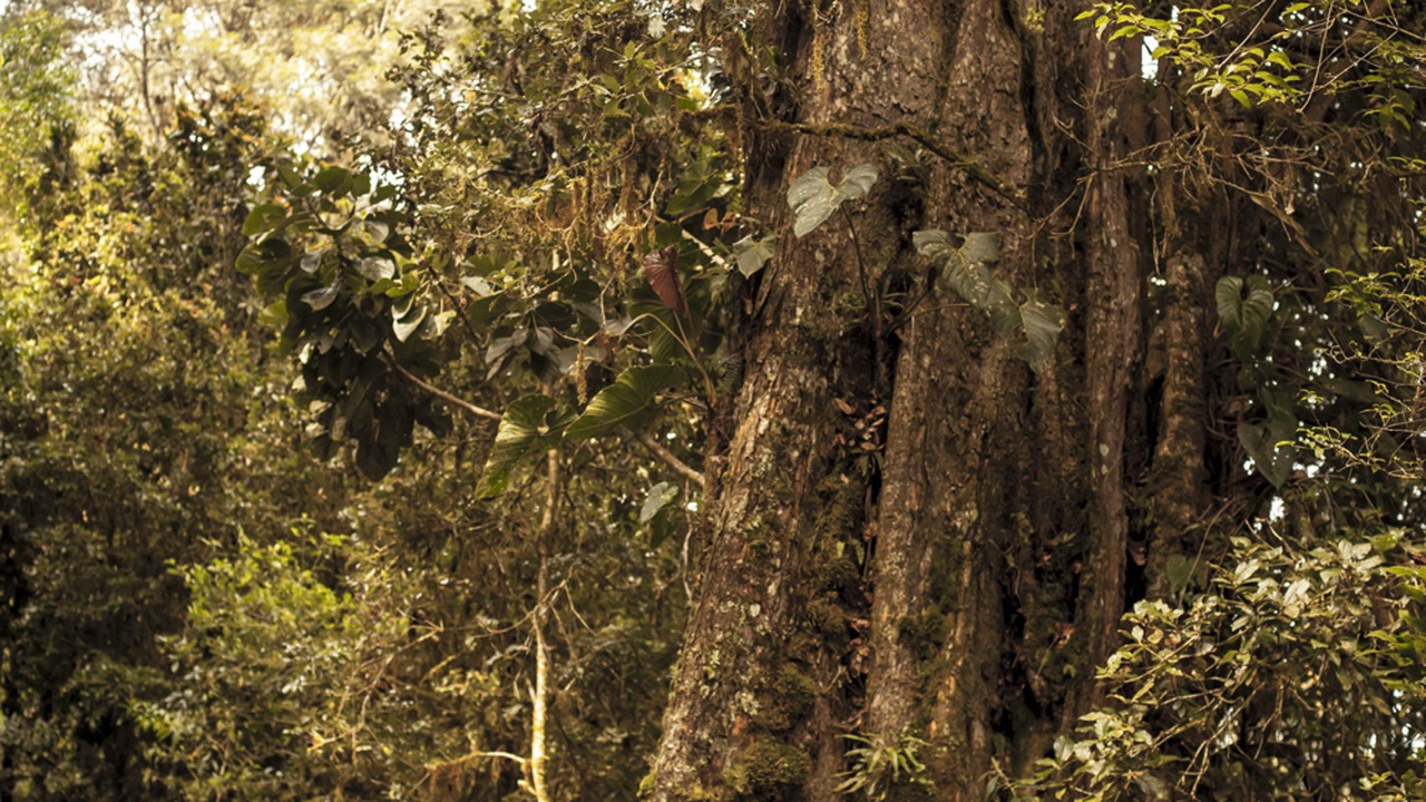 Photo of Outdoor in Copey