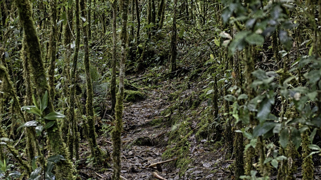 Photo of Outdoor in Copey