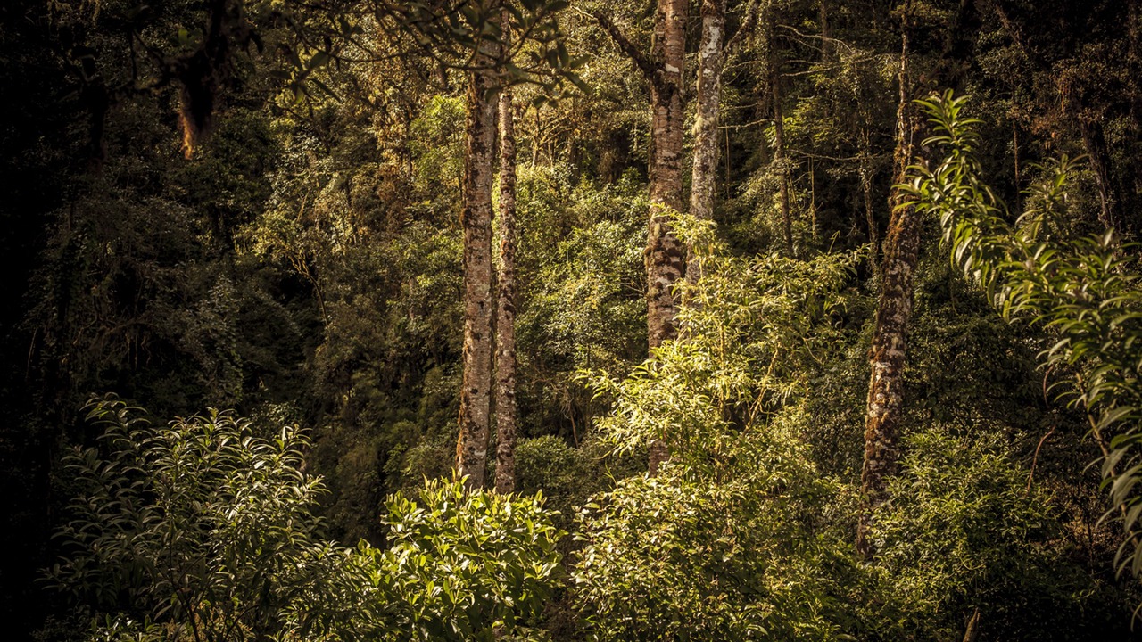 Photo of Outdoor in Copey