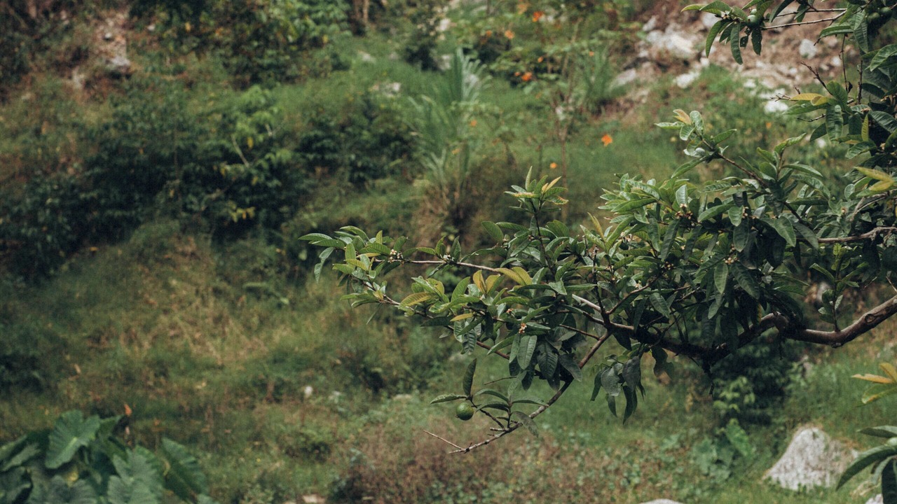 Photo of Outdoor in Rivas