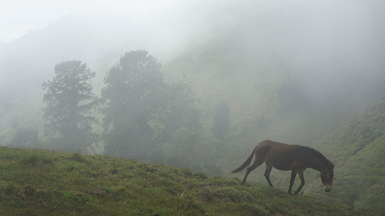 Photo of Outdoor in San Francisco de Coyote