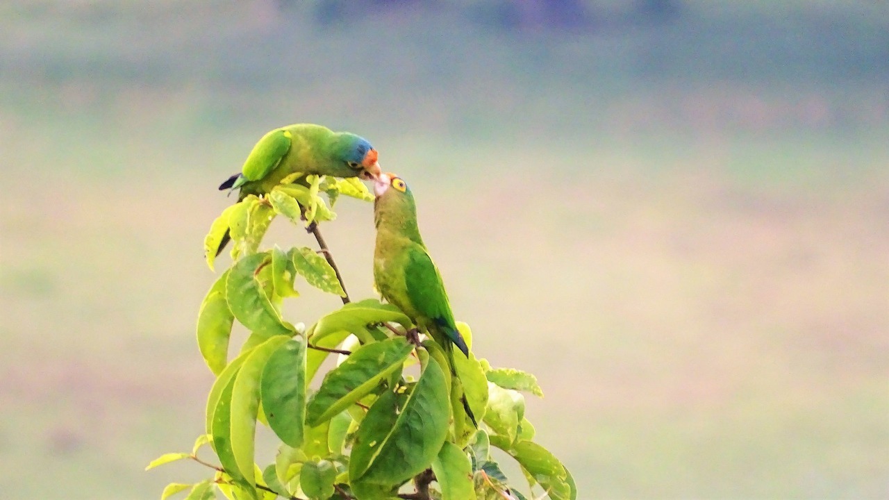 Photo of Outdoor in Javilla