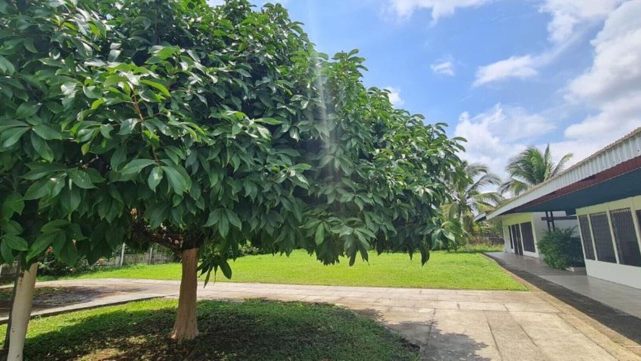 Photo of Outdoor in Siquirres