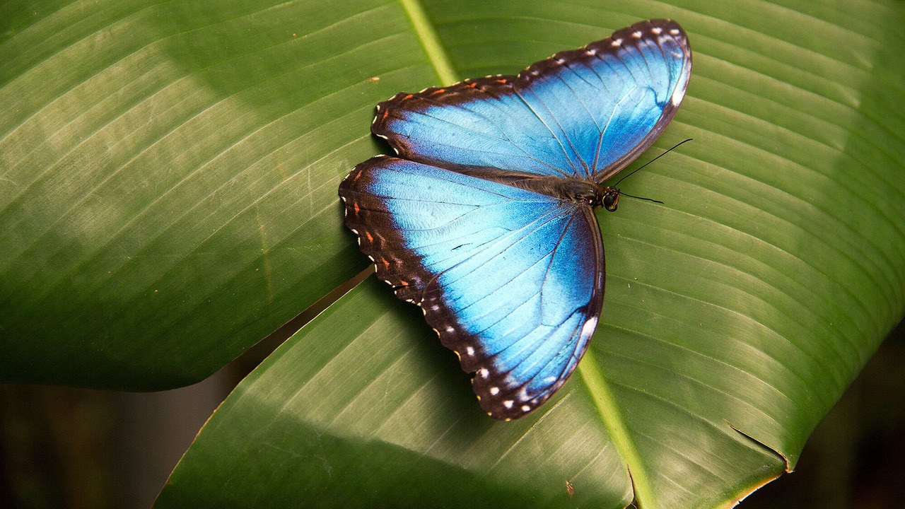 Photo of Others in Tronadora