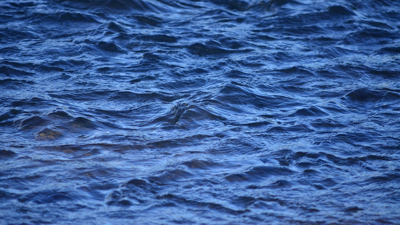 Photo of Others in Carara