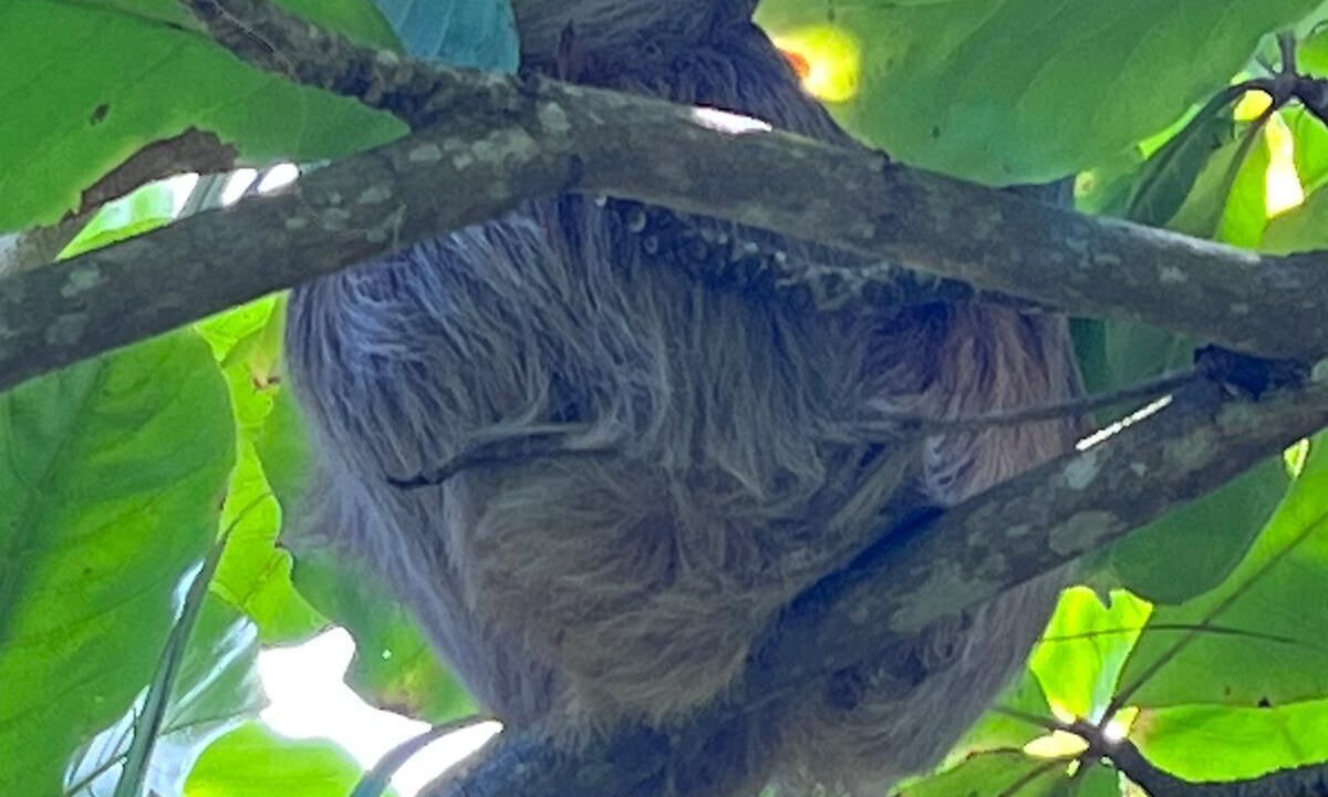Photo of Others in Parrita