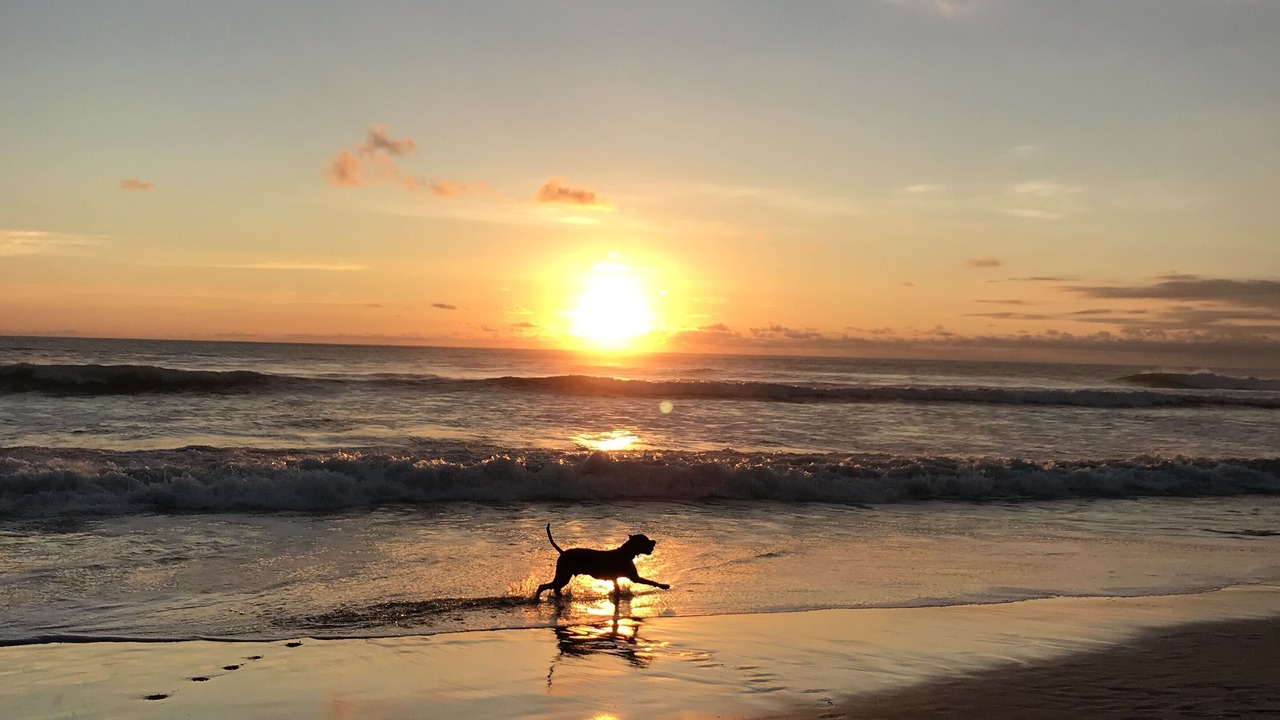 Photo of Others in Playa Santa Teresa