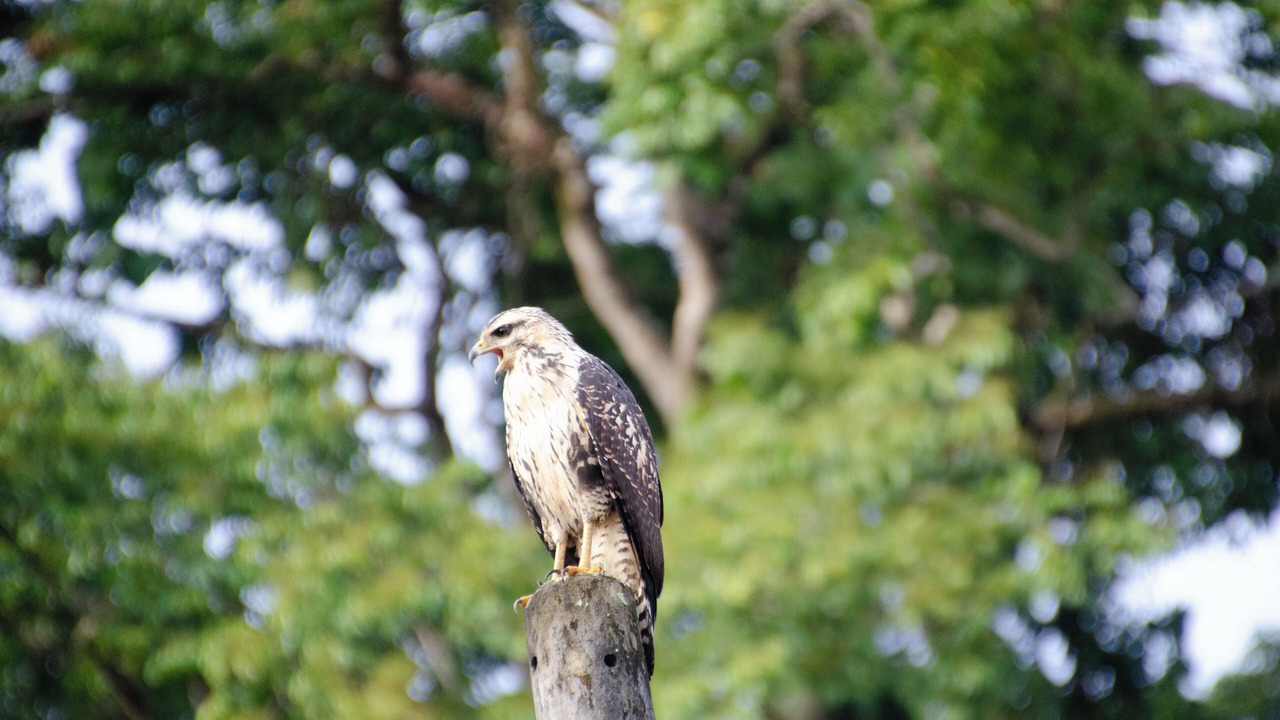 Photo of Others in Puerto Viejo de Talamanca