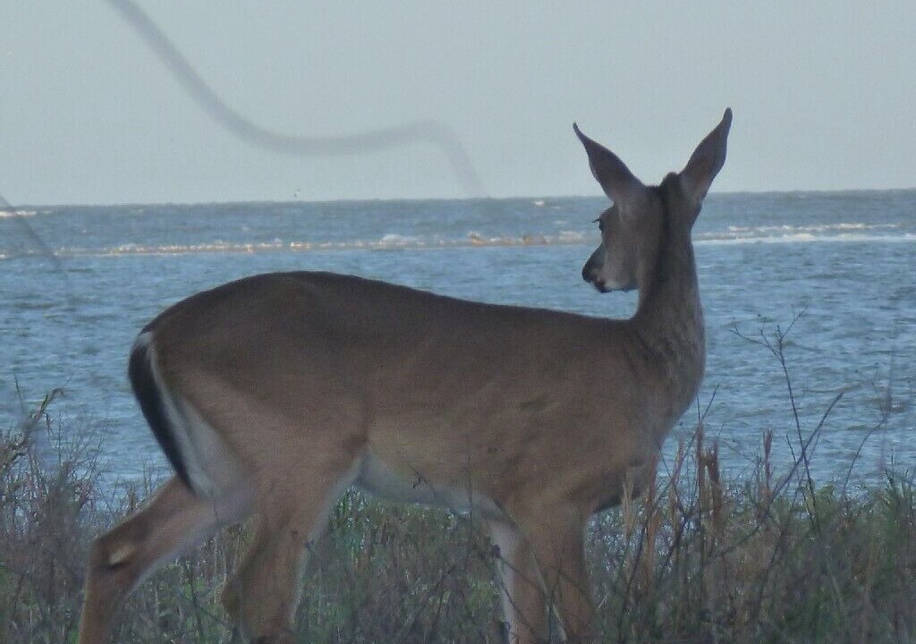 Photo of Others in Seabrook Island