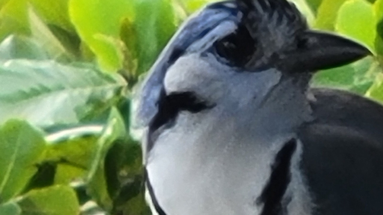 Photo of Others in Junquillal