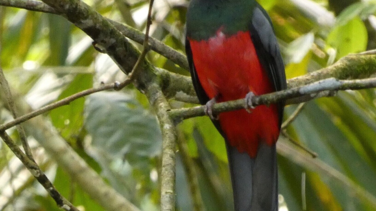 Photo of Others in Puerto Jimenez