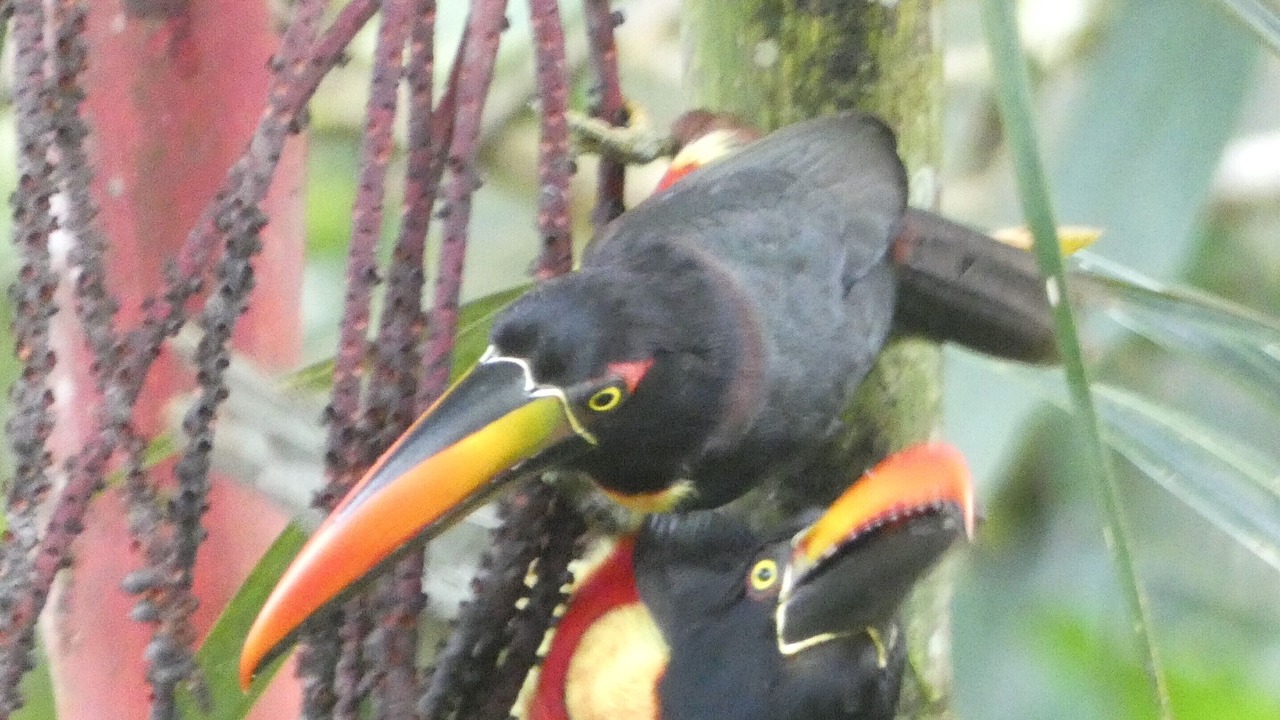 Photo of Others in Puerto Jimenez