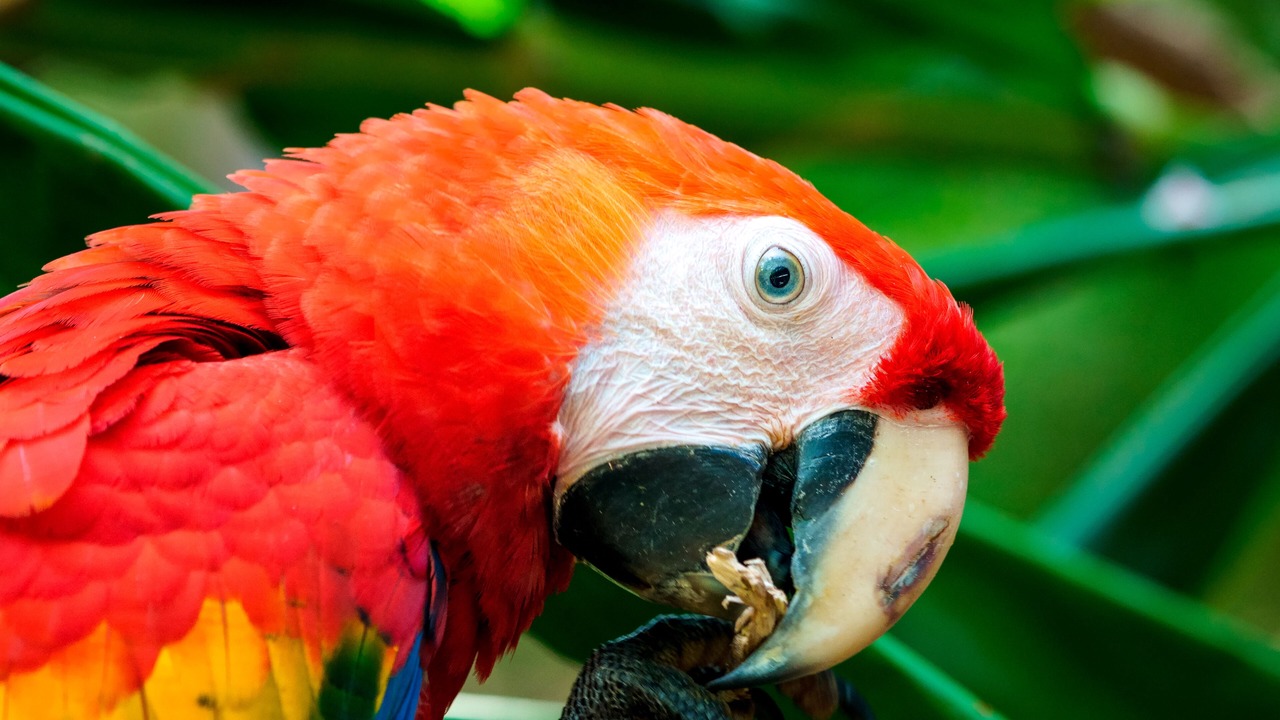 Photo of Others in Puerto Jimenez