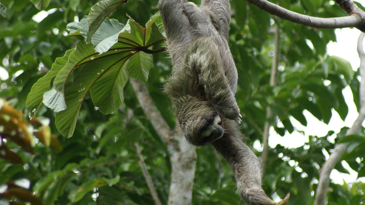 Photo of Others in Islita