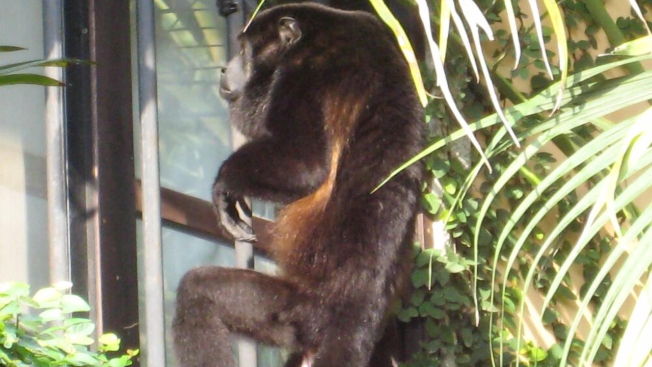 Photo of Others in Tamarindo