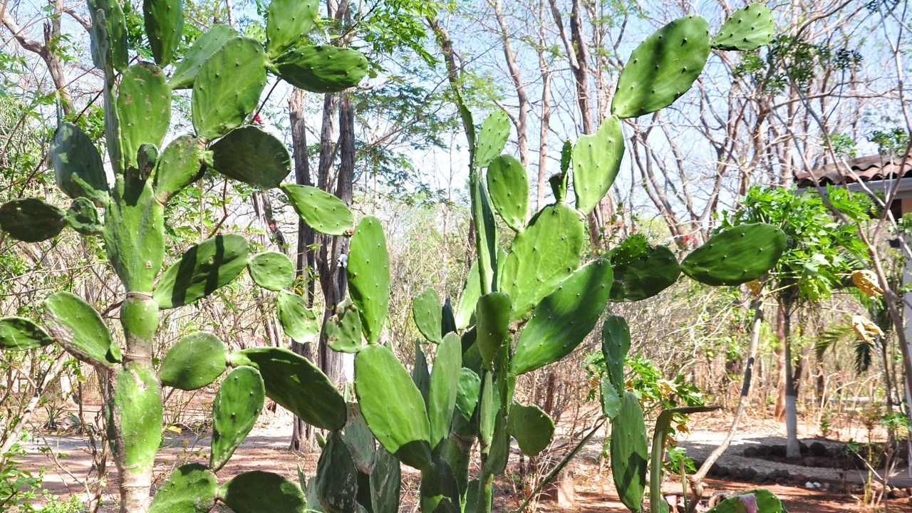 Photo of Outdoor in Tamarindo