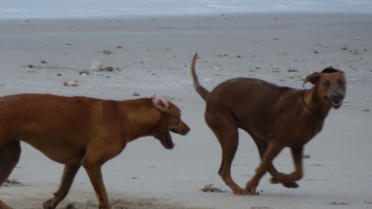 Photo of Others in Playa Santa Teresa