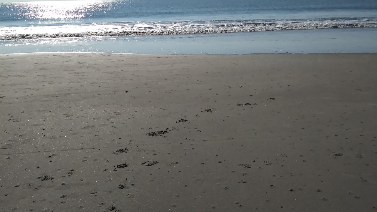Photo of Others in Palmetto Dunes