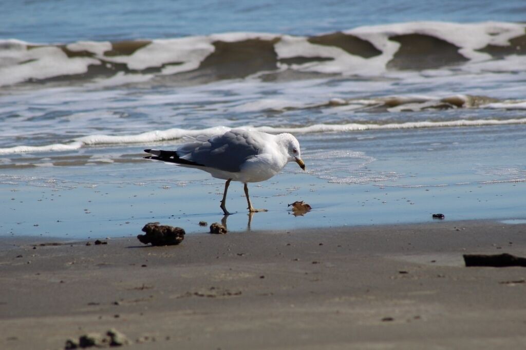 Photo of Others in Palmetto Dunes