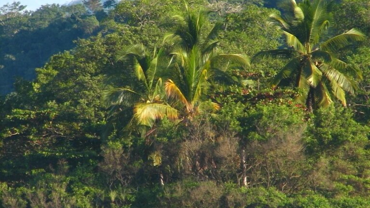 Photo of Others in Bejuco