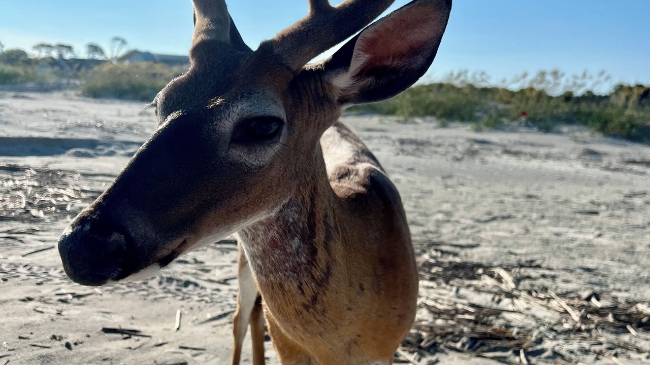 Photo of Others in Saint Helena Island