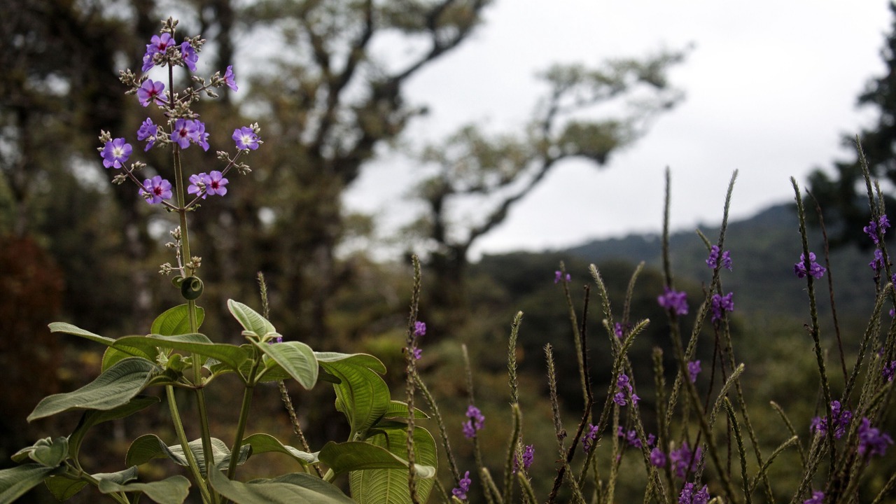 Photo of Outdoor in Monteverde
