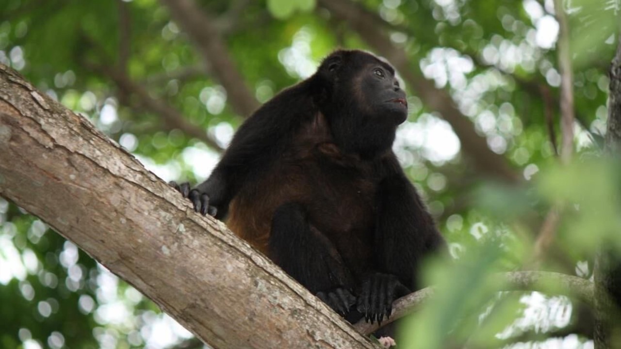 Photo of Others in Tamarindo