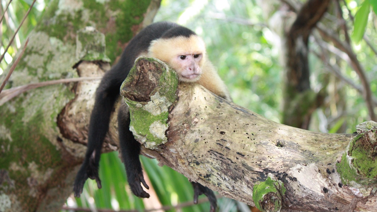 Photo of Outdoor in Tamarindo