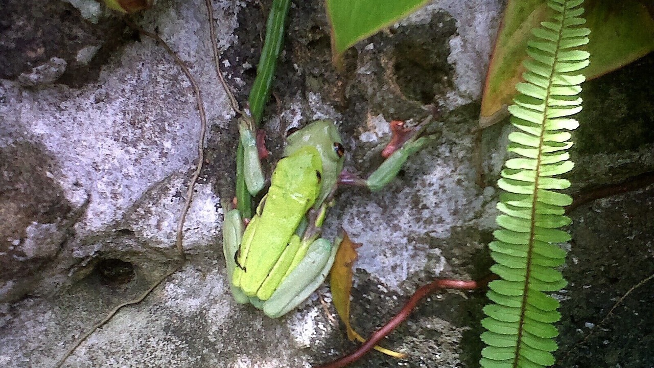 Photo of Outdoor in San Juanillo