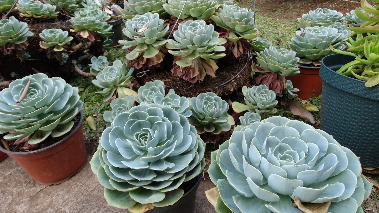 Photo of Outdoor in Alajuela