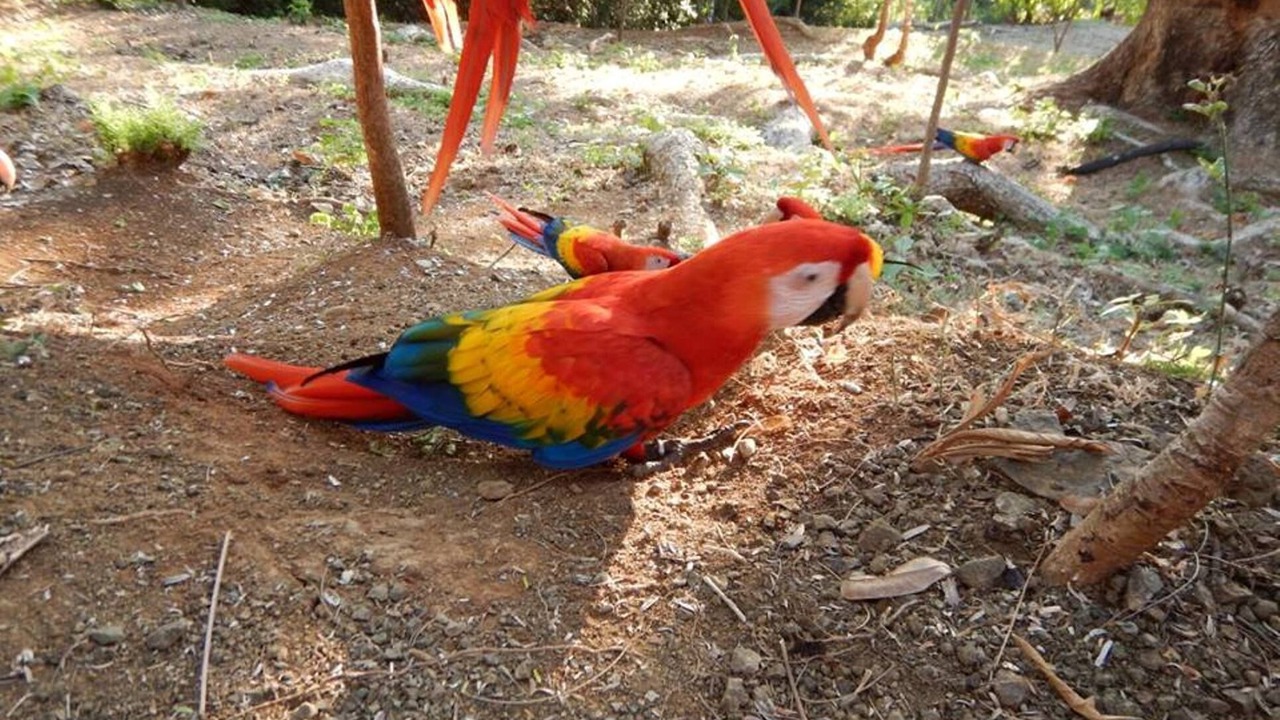 Photo of Others in Junquillal