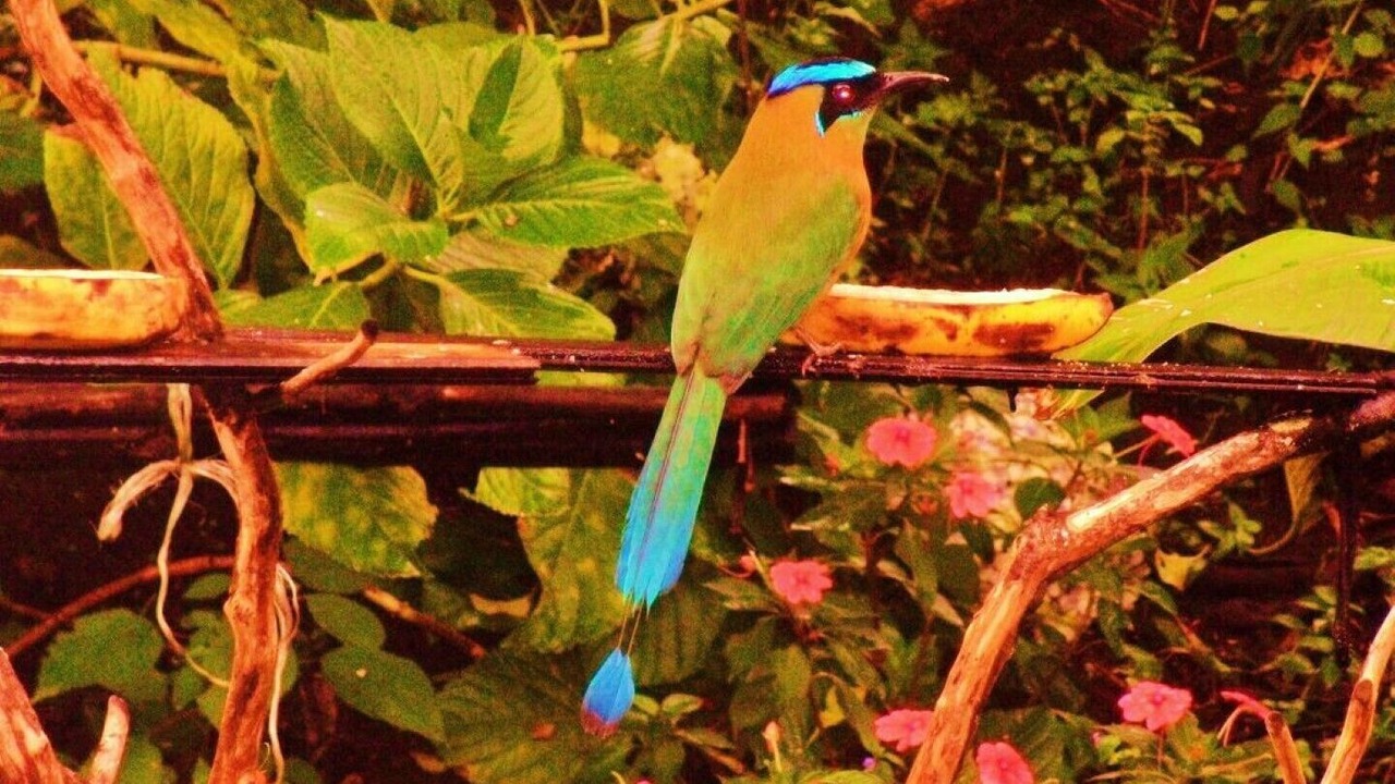 Photo of Outdoor in Monteverde